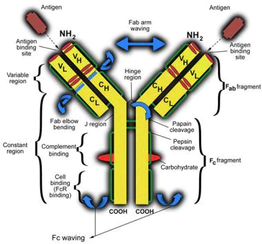 What is Immunoglobulin?