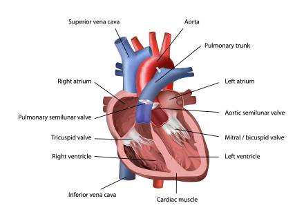 What is an arrhythmia?