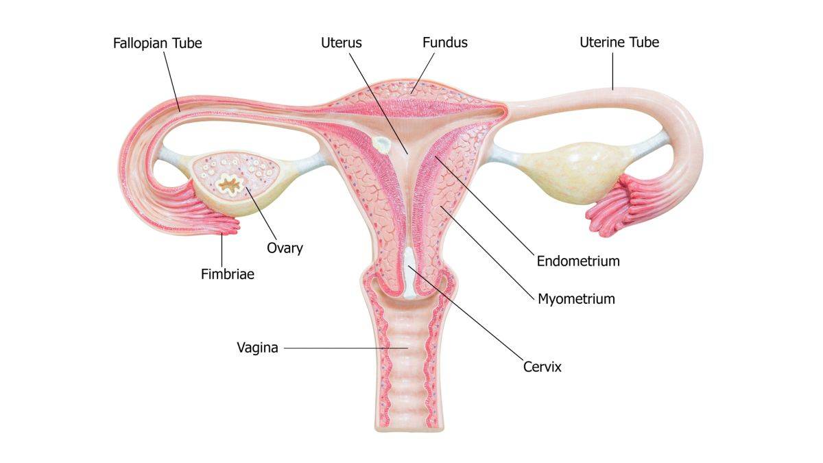 What Is Fallopian tube Cancer?