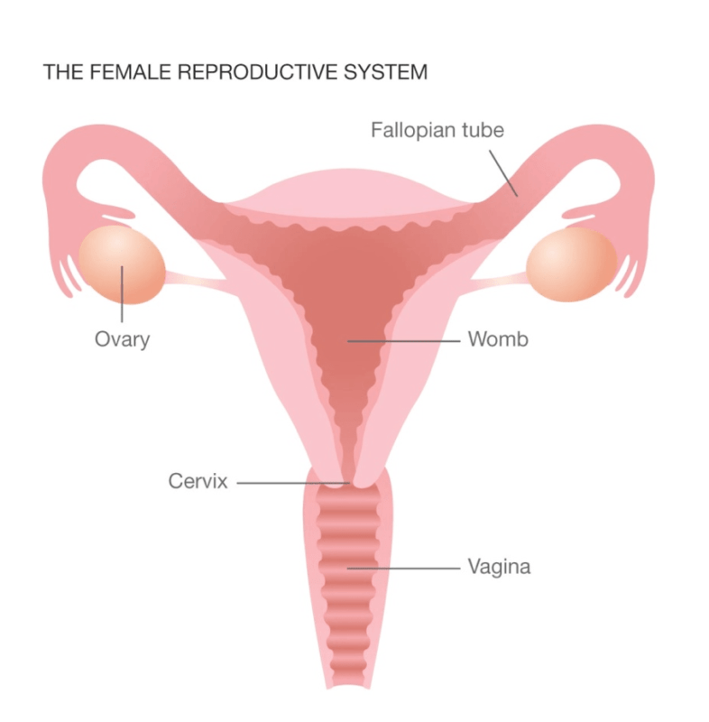 What Is Gynaecological ?