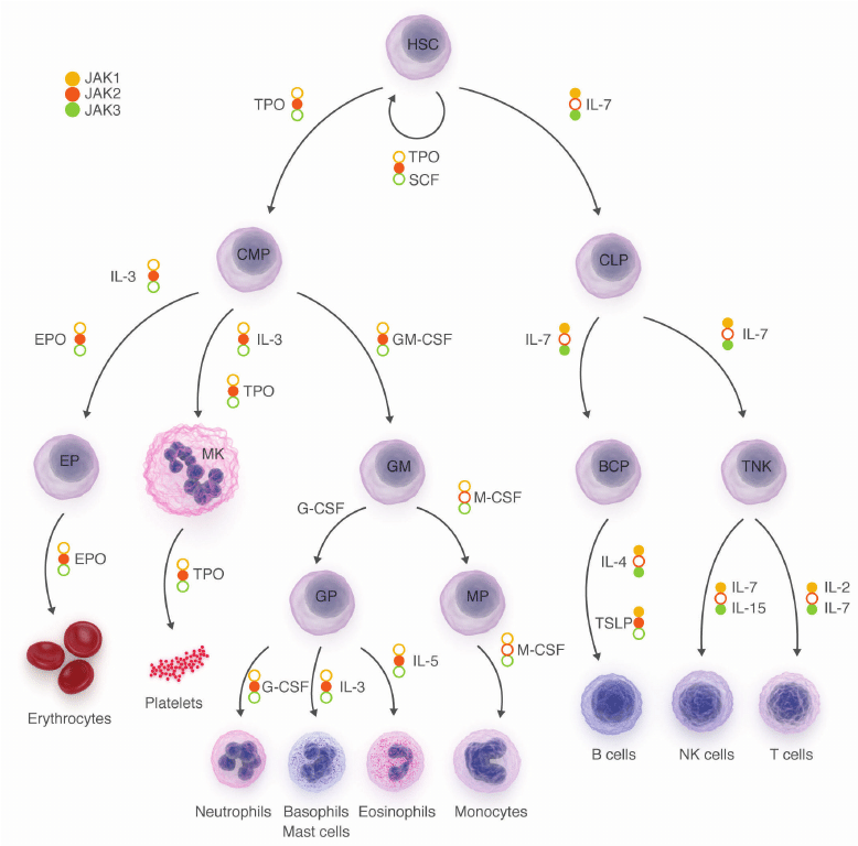 What is hematopoietic?