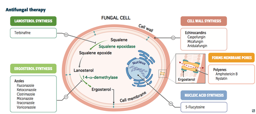 What is Antifungals?